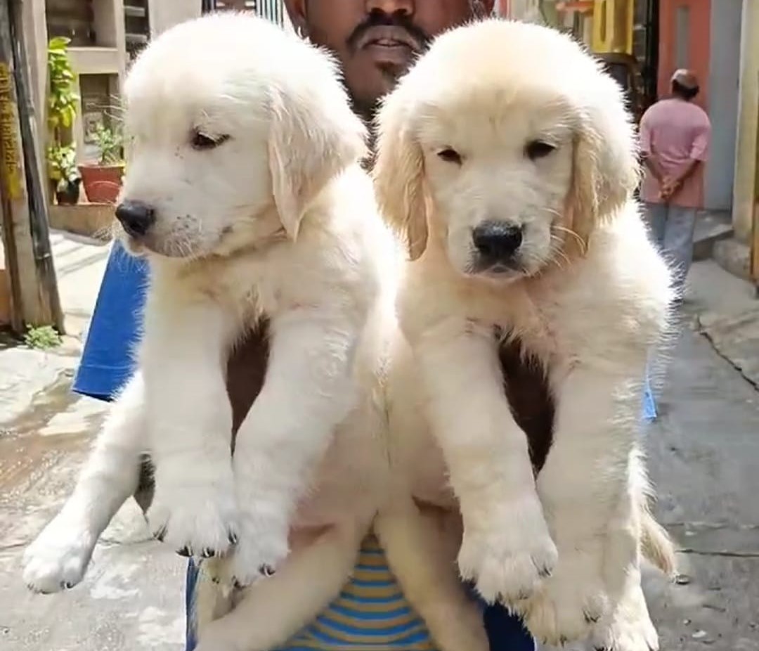 Golden Retriever Price In Bangalore