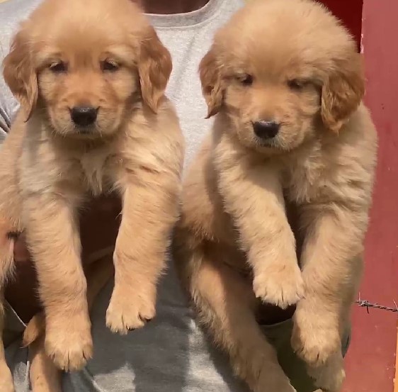 Buy Golden Retriever puppy online In Bangalore