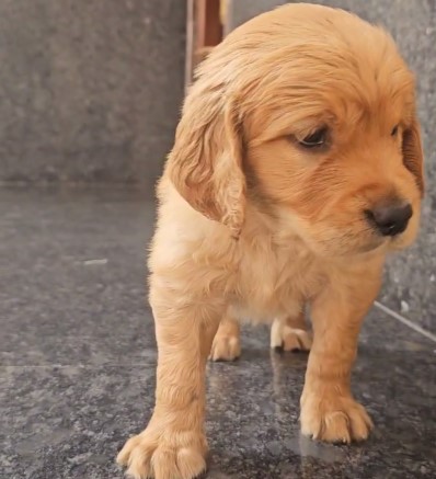 Golden Retriever Purchase Online Bangalore