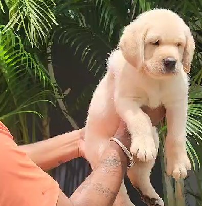 Golden Retriever Pet shop In Bangalore