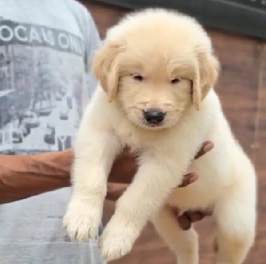 Golden Retriever dog for sale In Bangalore