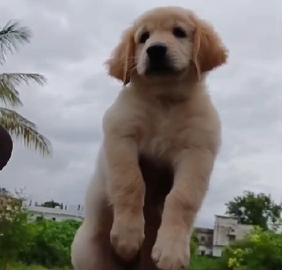 Smart and Active quality Golden Retriever price in visakhapatnam andhra pradesh