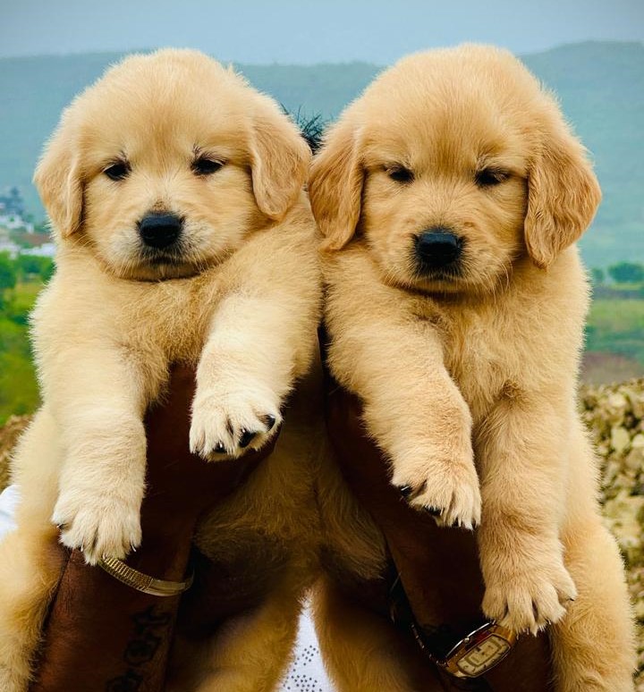 Golden Retriever price in India