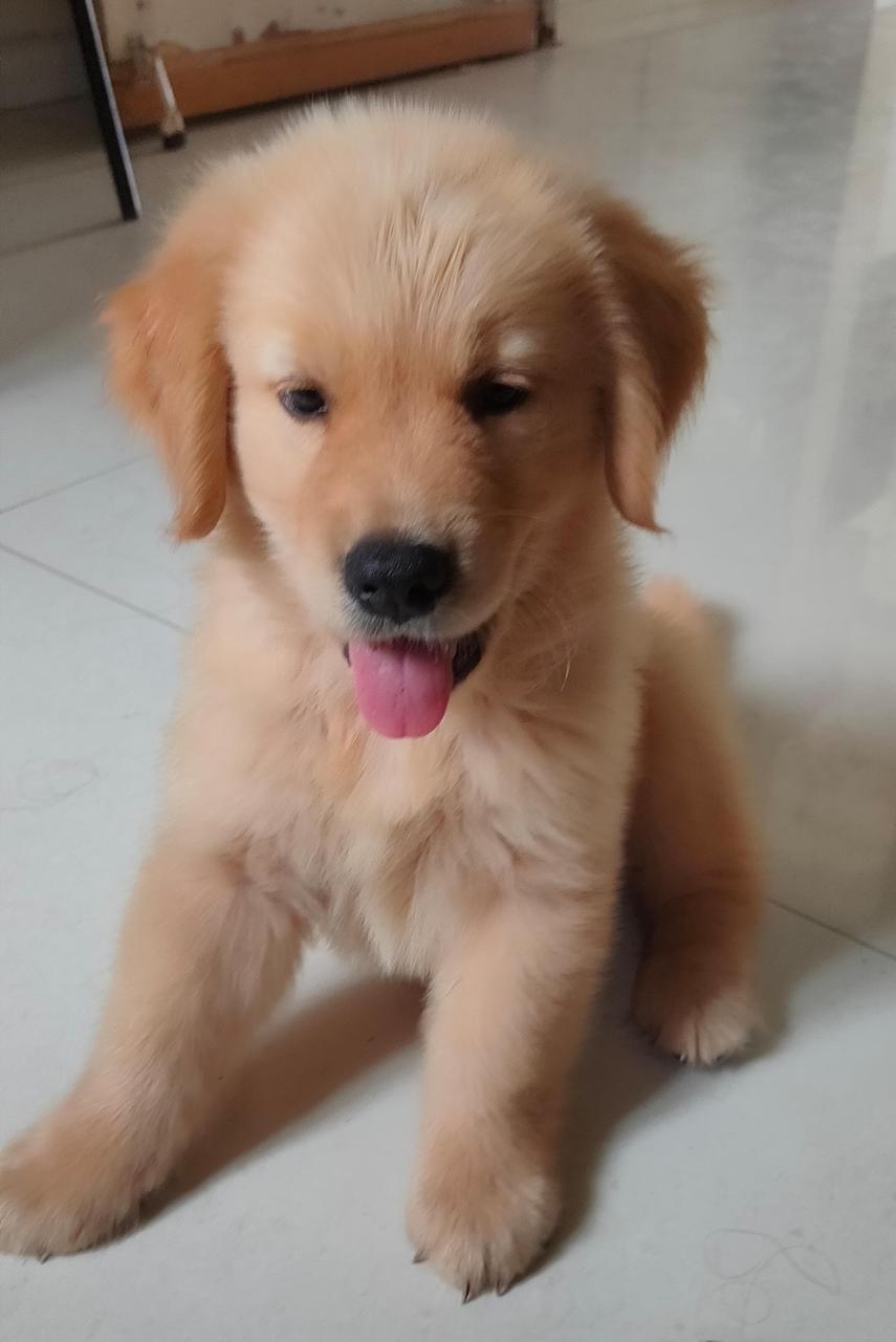 Golden Retriever Puppy Price in india