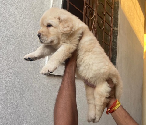 Golden Retriever dog breeder in india