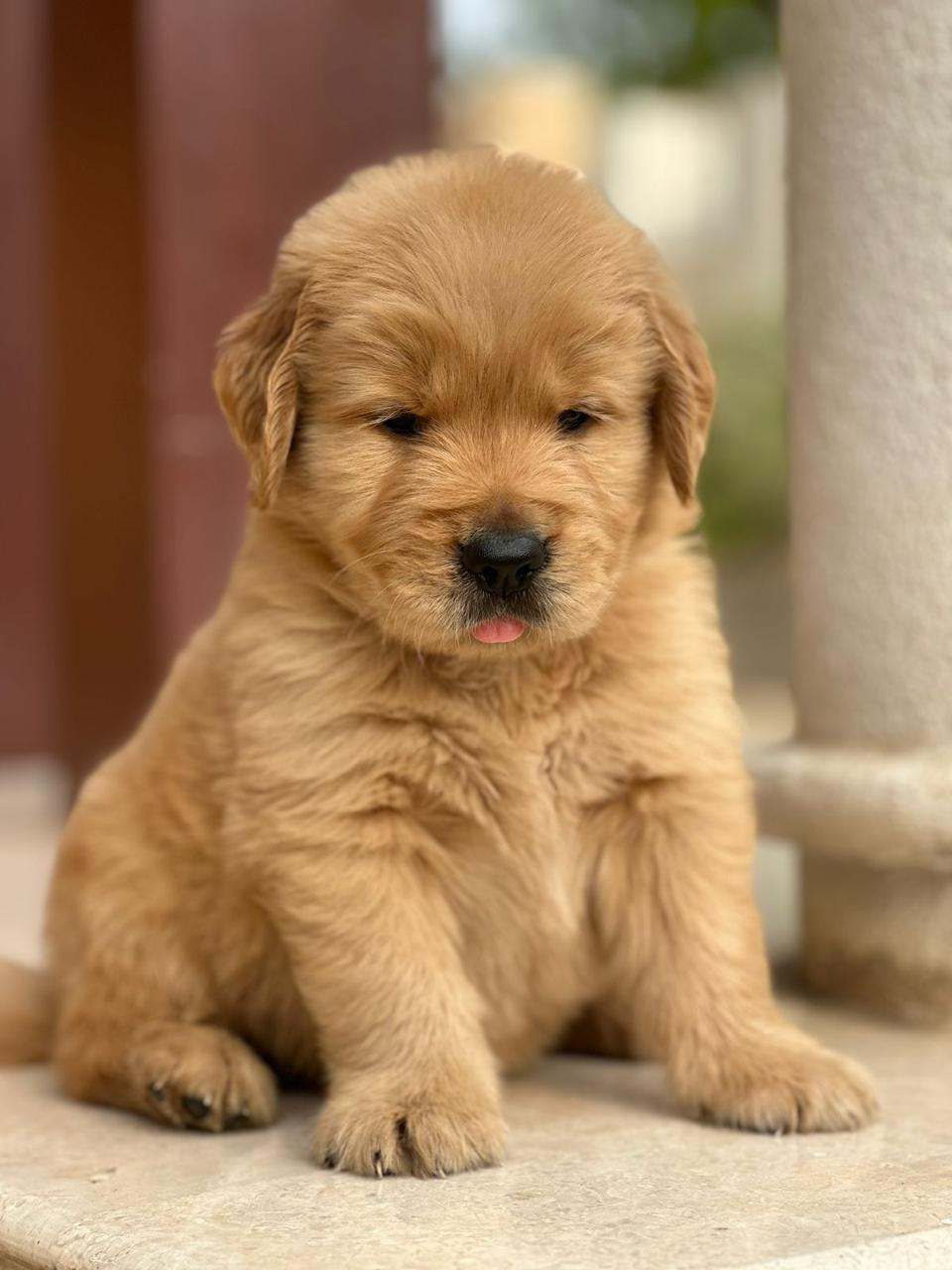 Golden Retriever Puppies for Sale in india