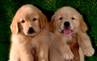 Golden Retriever male price in india