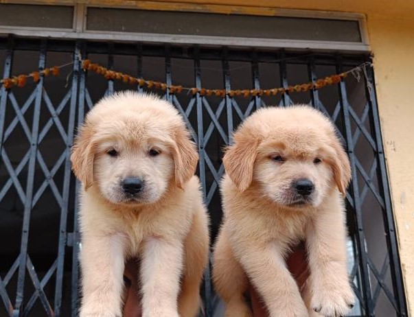 Golden Retriever dog for sale in India