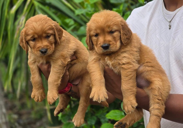 Golden Retriever dog kennel in India