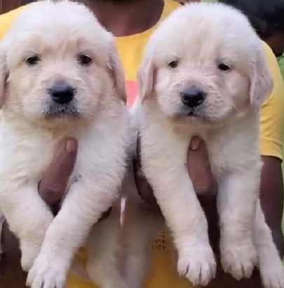 Golden Retriever dog price in India