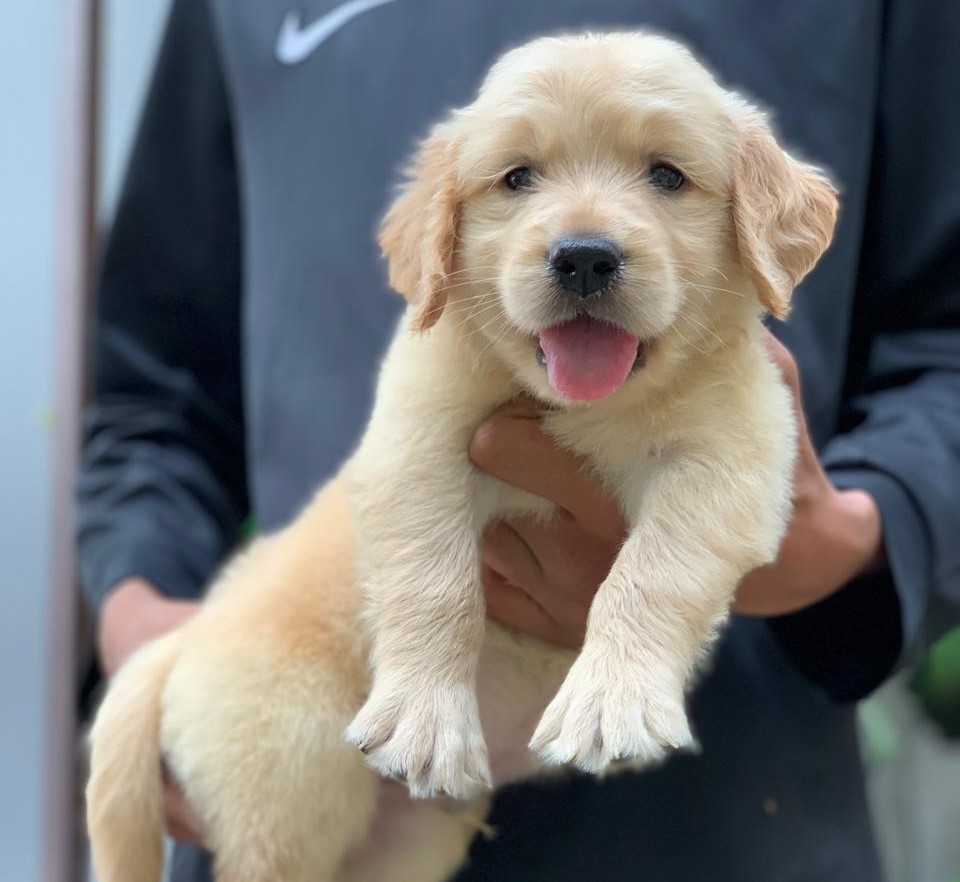 golden retriever male price in Kolkata