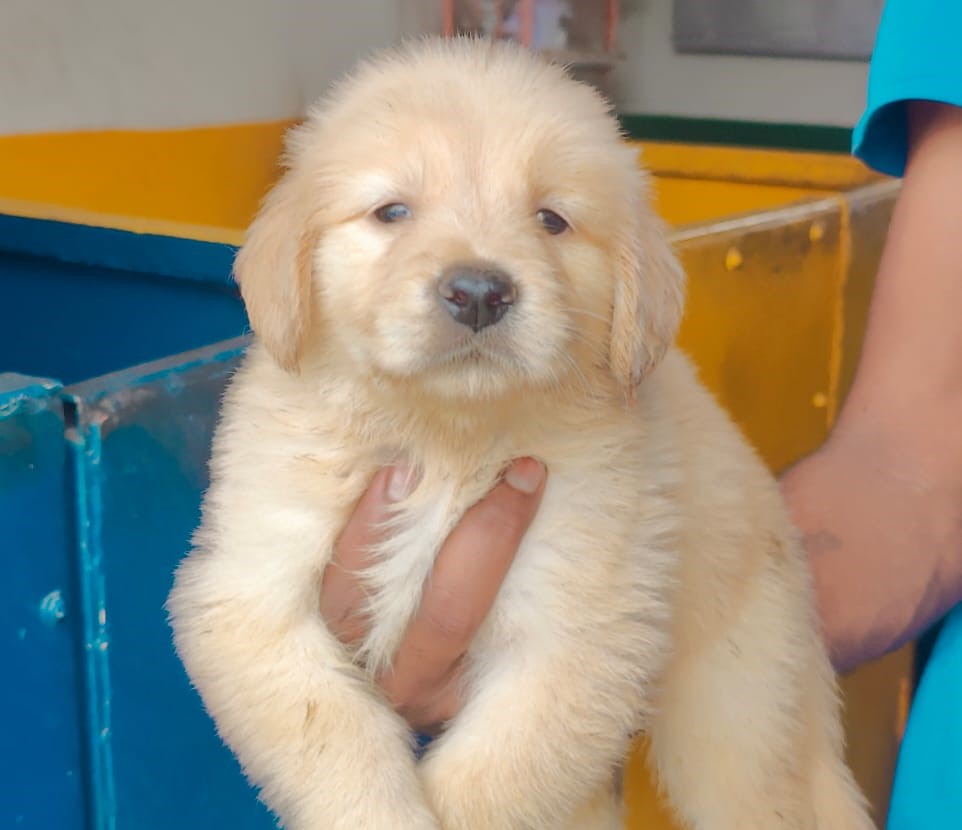 Golden Retriever puppy for sale in Kolkata