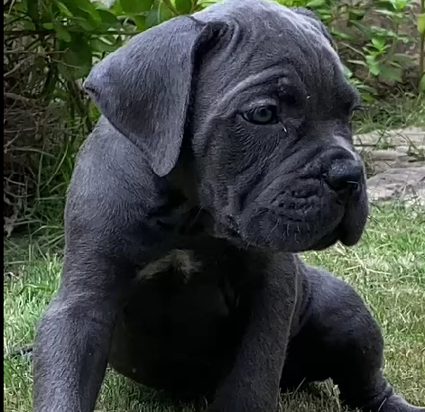 Great dane male puppy price in Ahmedabad