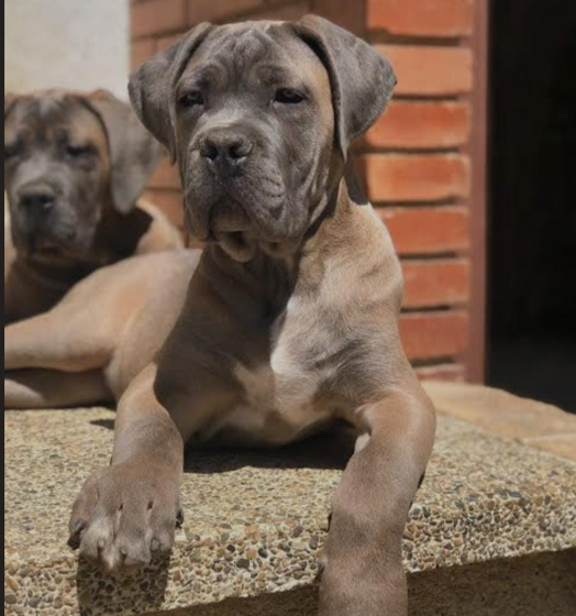 Great dane dog price in Ahmedabad