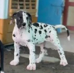 Great dane dog for sale in Ahmedabad