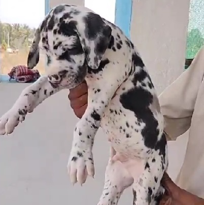 Great Dane dog price in Bangalore