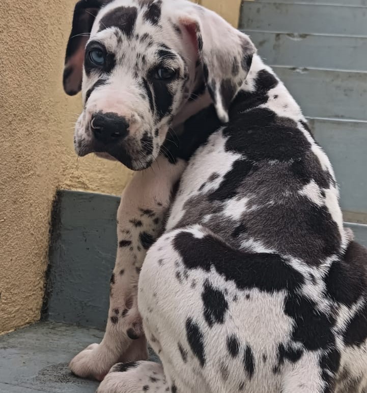 Great Dane online purchase in Bangalore