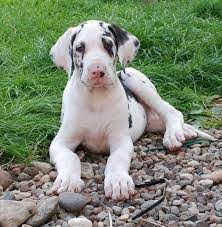 Lively Great dane Price In Chennai.