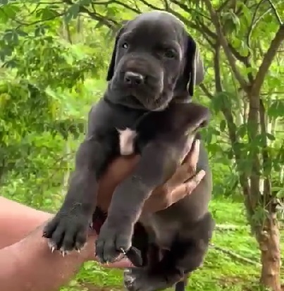 Great Dane Puppies for sale in india