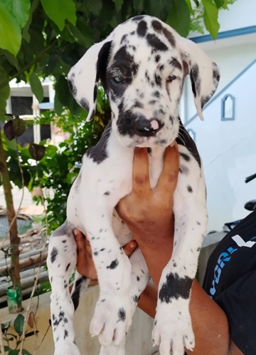 Great Dane Puppies price in india