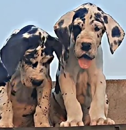 Great Dane puppy price in india