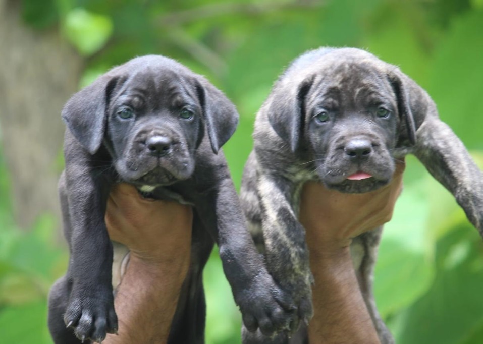 Great Dane dog breeder in india