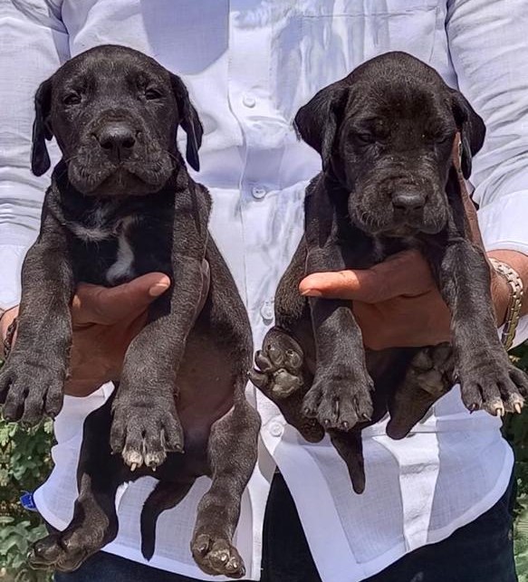 Great Dane male price in india