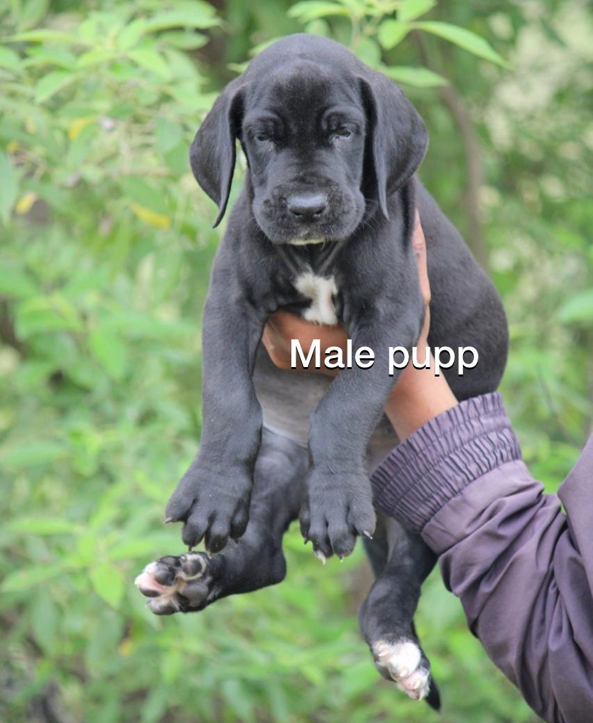 Great Dane female price in india