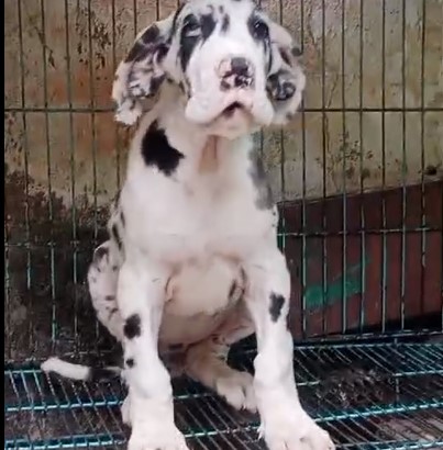 Great Dane dog kennel in India