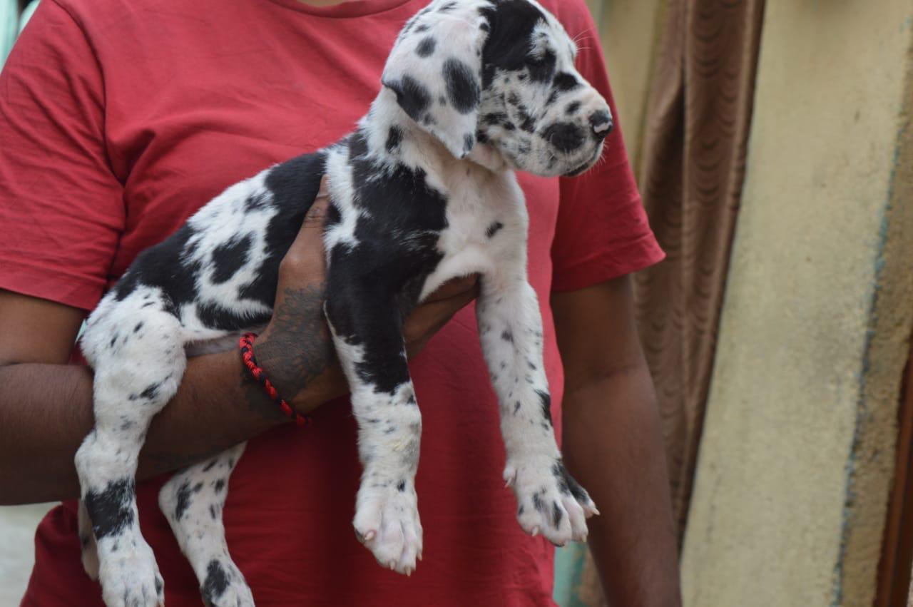 Great Dane puppy price in kolkata