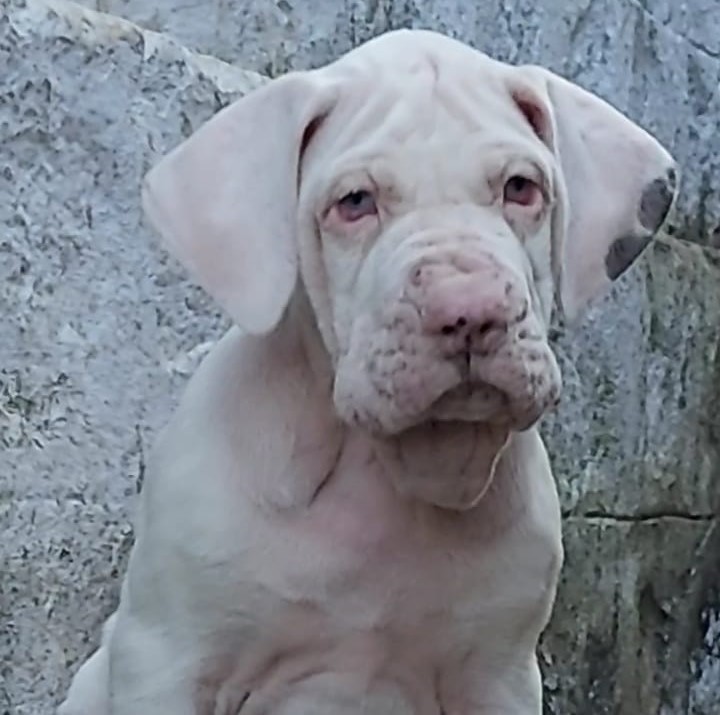 Great Dane dog price in kolkata