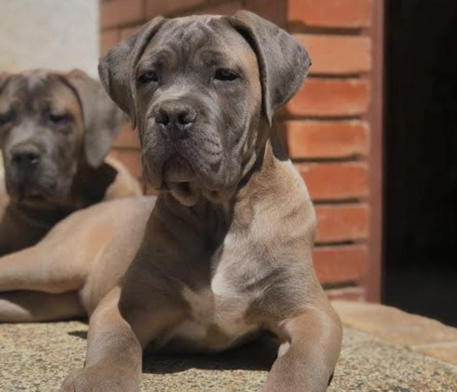 Great Dane male puppy price in kolkata