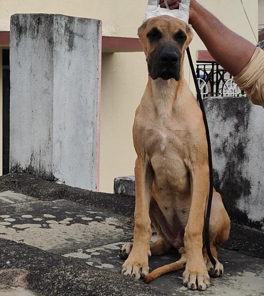 Great Dane dog for sale in kolkata