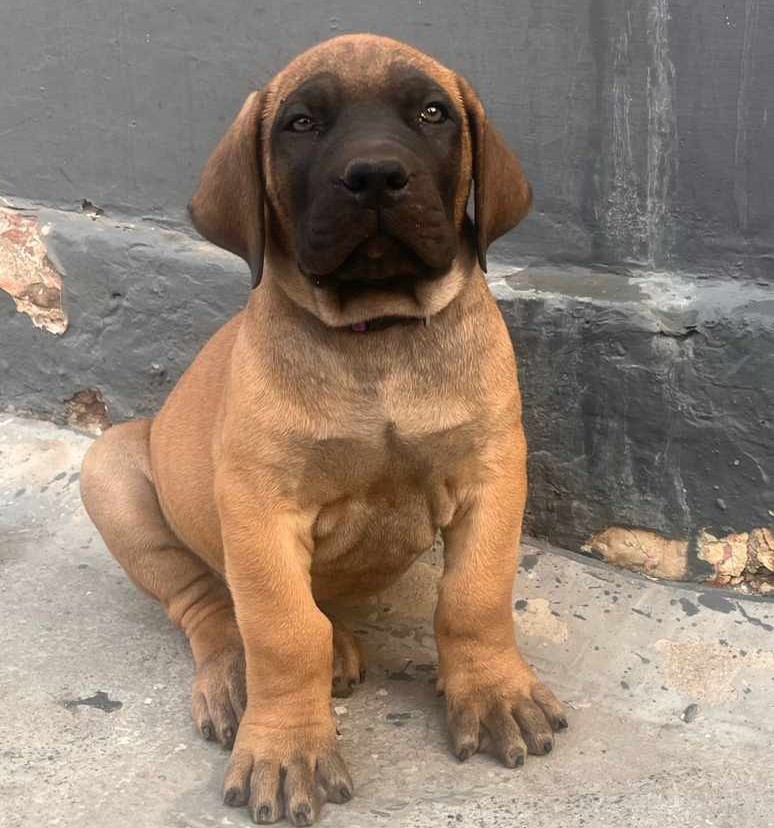 Great Dane online purchase in kolkata