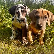 great dane dog price in pune.