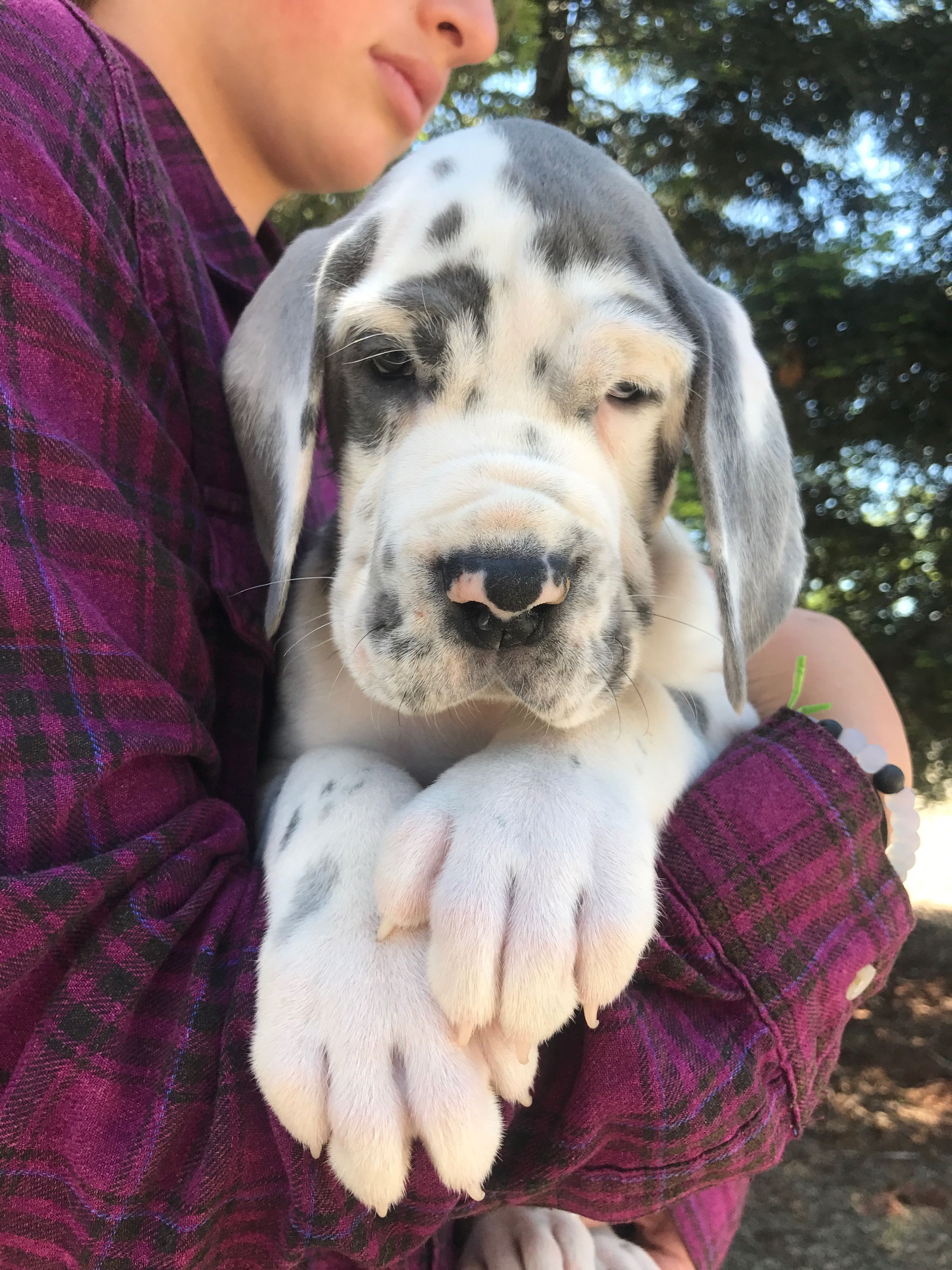 great dane puppy price in pune