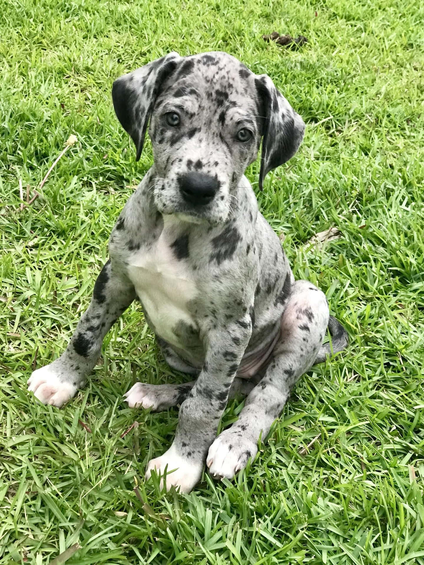 Great Dane male puppy price in Pune