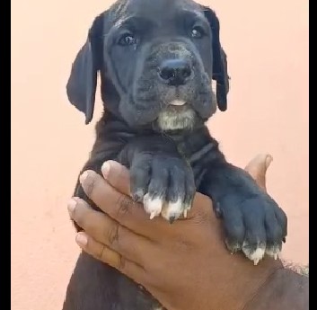 great dane price in visakhapatnam andhra pradesh