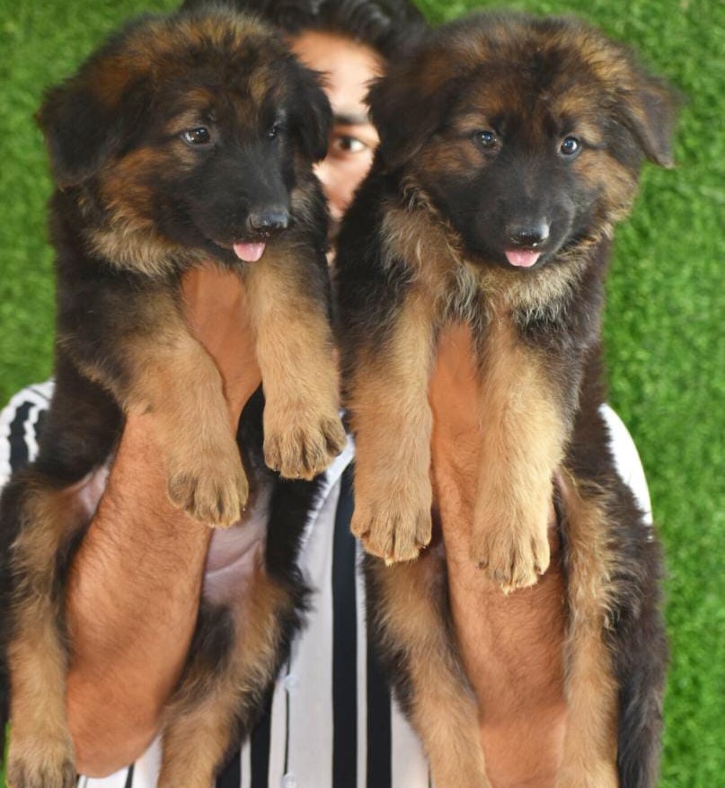 German Shepherd dog breeder in india