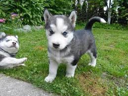 Lovely and Familyfriend Siberian Husky for sale in Hyderabad.