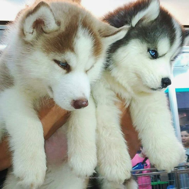 KCI Register Siberian Husky for sale in Hyderabad.