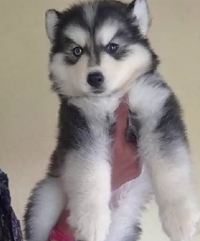 Smart Siberian Husky for sale in Hyderabad.