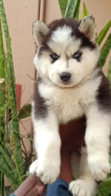 Healthy Siberian Husky