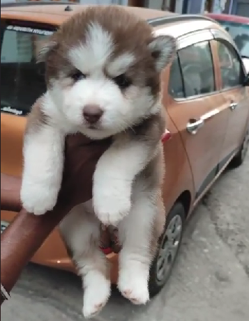 Siberian Husky price in Ahmedabad