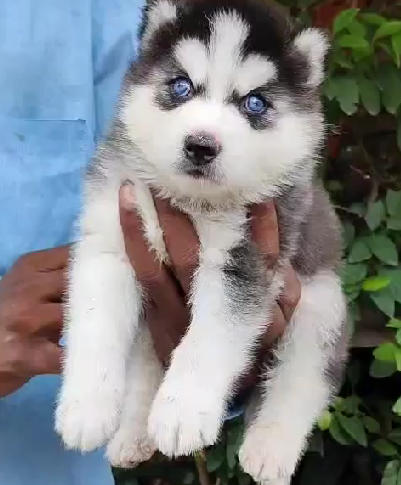 Siberian Husky puppy price in Ahmedabad