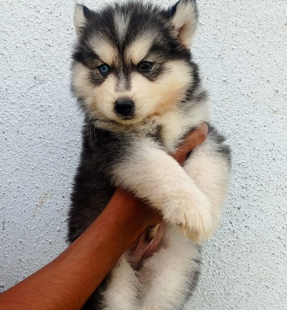 Siberian Husky dog kennel in Ahmedabad