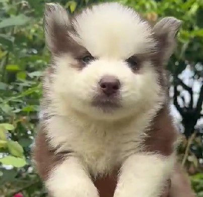 husky Puppies price in chennai.