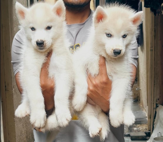 husky price in chennai.