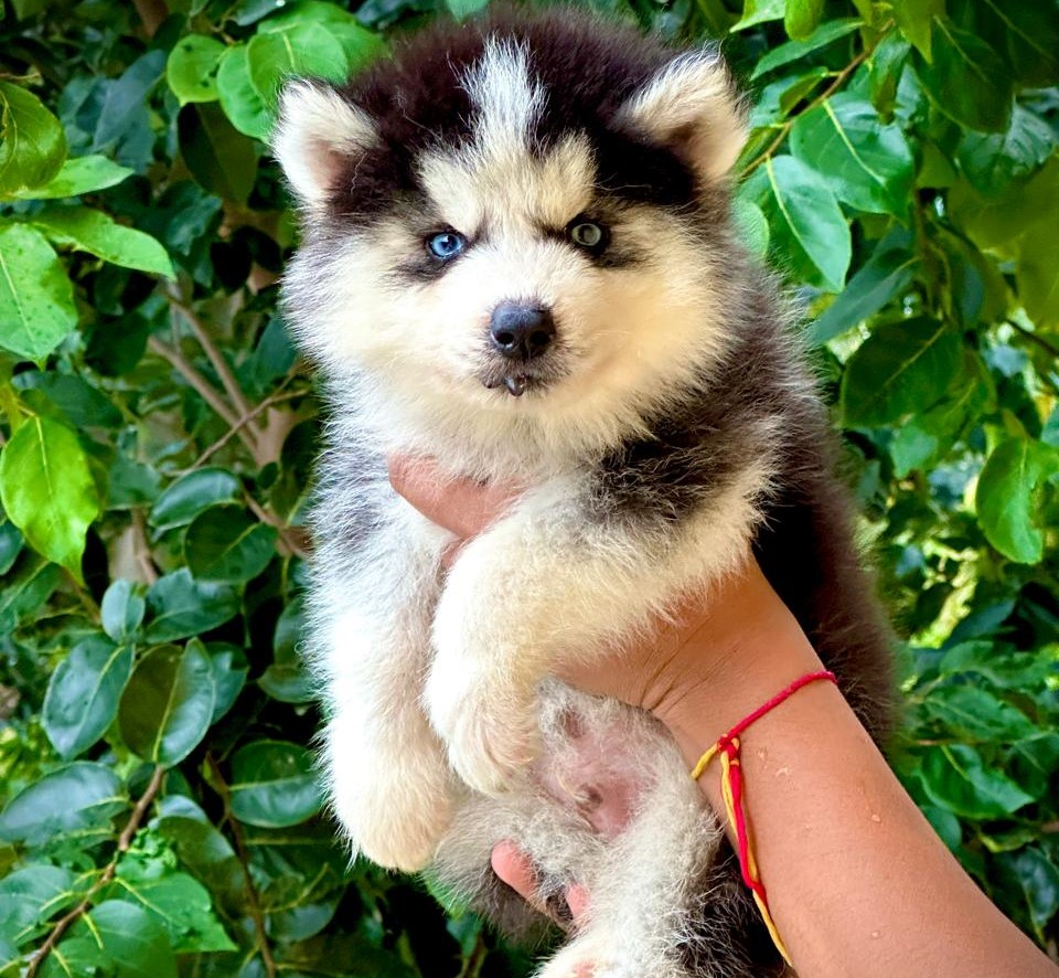 Siberian husky Price in chennai.