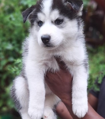 Siberian husky price in your city chennai.